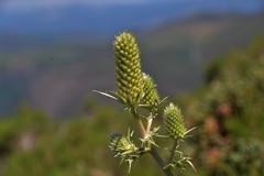 Eryngium duriaei