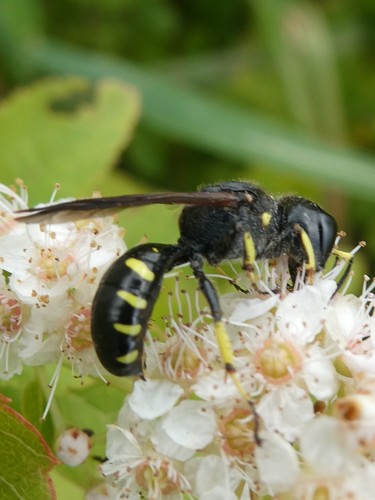Ectemnius maculosus photo 4