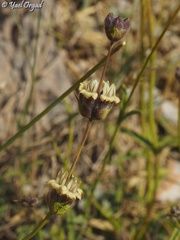Sideritis libanotica