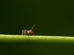 Megophthalminae
