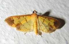 Eulepte gastralis