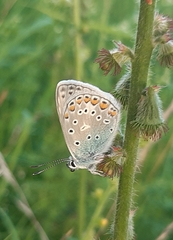 Polyommatus icarus