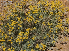 Tanacetum densum