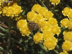 Tanacetum densum