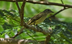 Tolmomyias sulphurescens