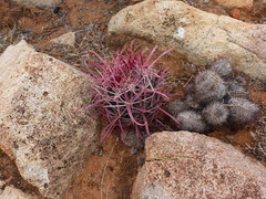 Ferocactus gracilis