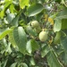 Persian Walnut - Photo (c) Ed Alverson, some rights reserved (CC BY), uploaded by Ed Alverson