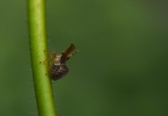 Megophthalminae