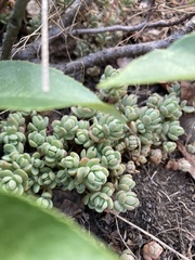 Sedum debile