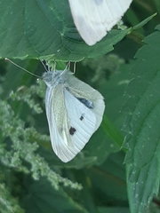 Pieris