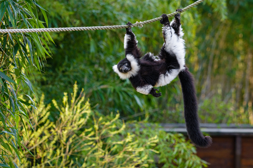 Southern Black-and-white Ruffed Lemur (Subspecies Varecia