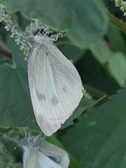 Pieris