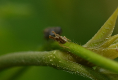 Megophthalminae