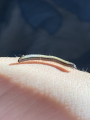 Spirobolellus immigrans