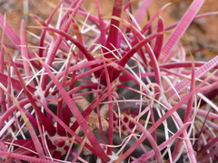 Ferocactus gracilis