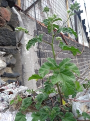 Fuertesimalva limensis