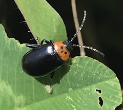 Disonycha triangularis