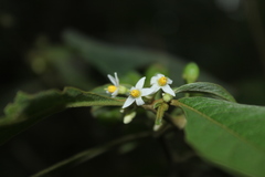 Lycianthes radiata