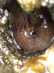 Zirfaea
