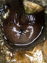 Zirfaea