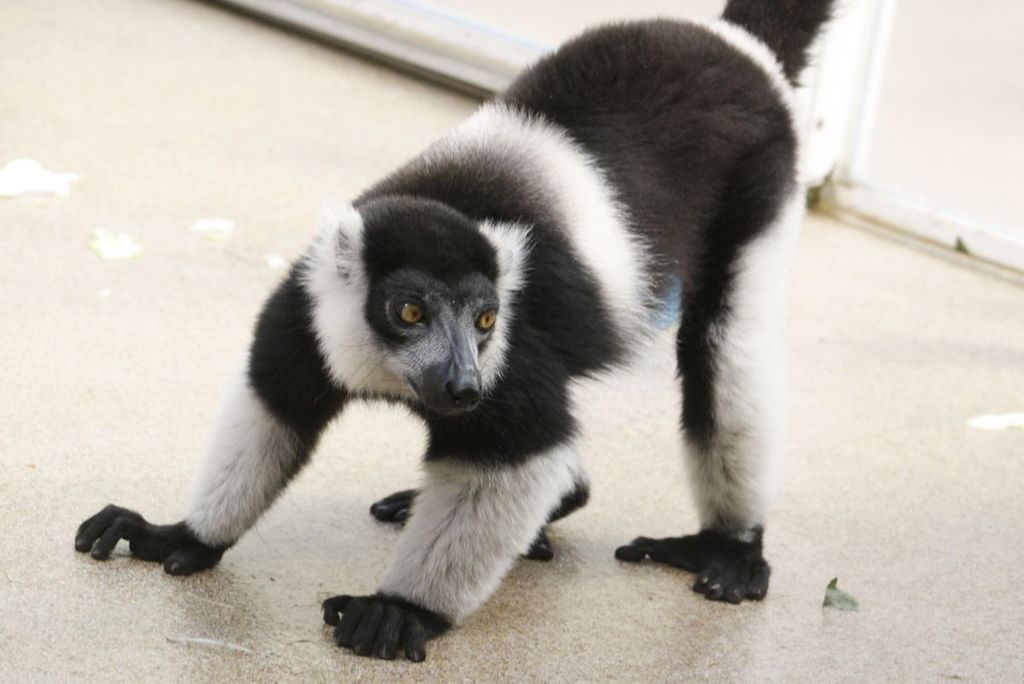 Black-and-white Ruffed Lemur