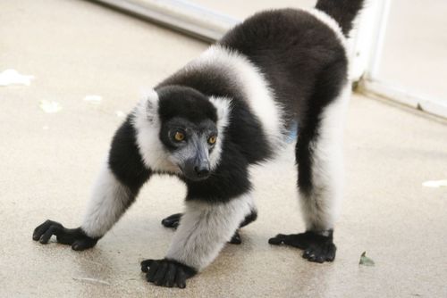 Black-and-white Ruffed Lemur