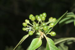 Lycianthes radiata