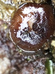 Zirfaea