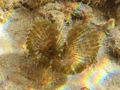 Sabellinae