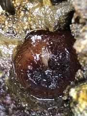 Zirfaea