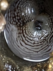 Zirfaea