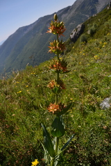 Gentiana lutea aurantiaca