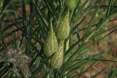 Gomphocarpus tomentosus tomentosus