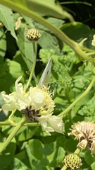 Pieris rapae