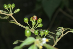 Lycianthes radiata