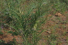 Gomphocarpus tomentosus tomentosus