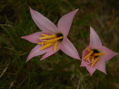 Zephyranthes estensis