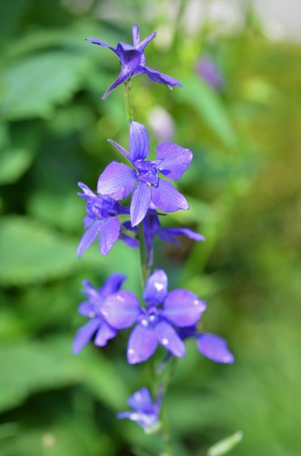 Forking Larkspur