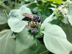 Coelioxys octodentatus