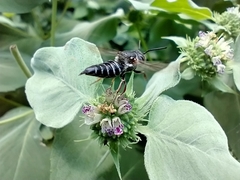 Coelioxys octodentatus