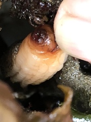 Styela montereyensis