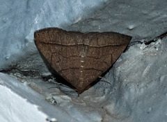 Zanclognatha obscuripennis