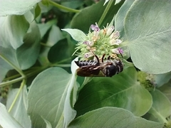 Coelioxys octodentatus