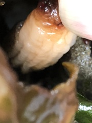 Styela montereyensis