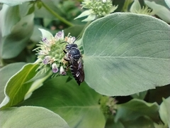 Coelioxys octodentatus