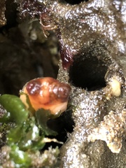 Styela montereyensis