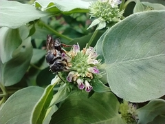 Coelioxys octodentatus
