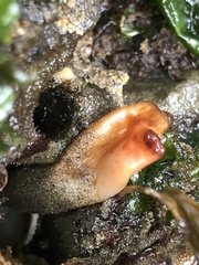 Styela montereyensis