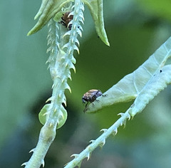 Rhinoncomimus latipes