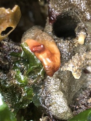 Styela montereyensis